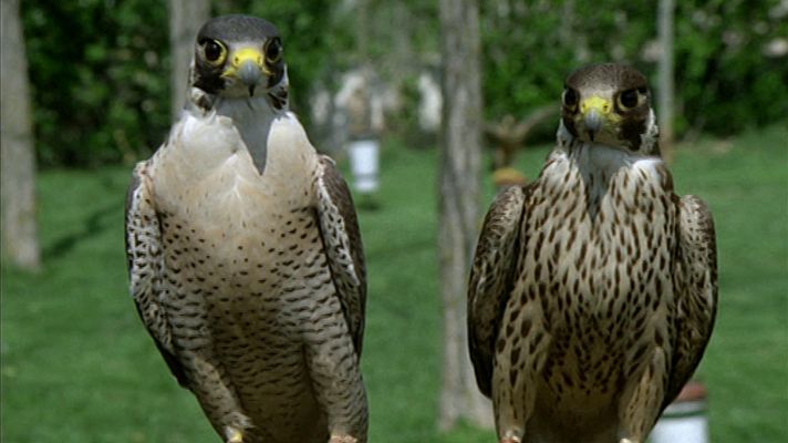 El hombre y la Tierra - Altanería I
