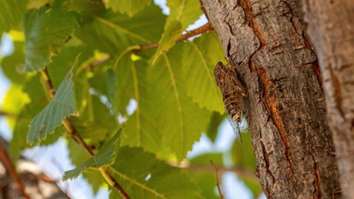 El calor remite en el norte y se dispara en el sur hasta los 43 grados