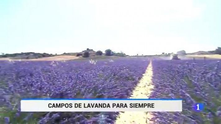 Telediario 1 - Un paseo por los campos de lavanda de La Alcarria