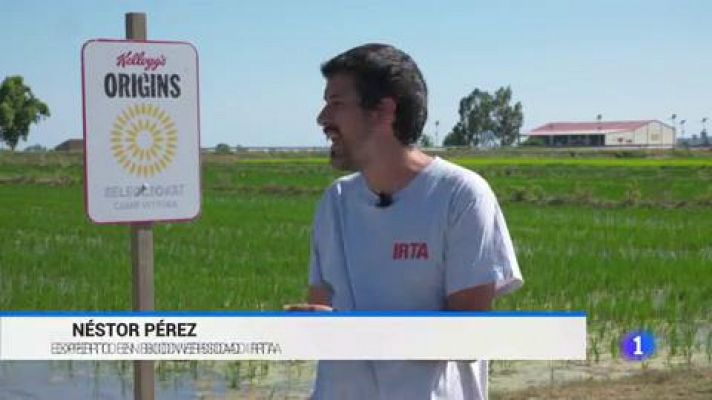 Telediario 1 - Los agricultores del Delta del Ebro inician un proyecto para cultivar de manera más ecológica