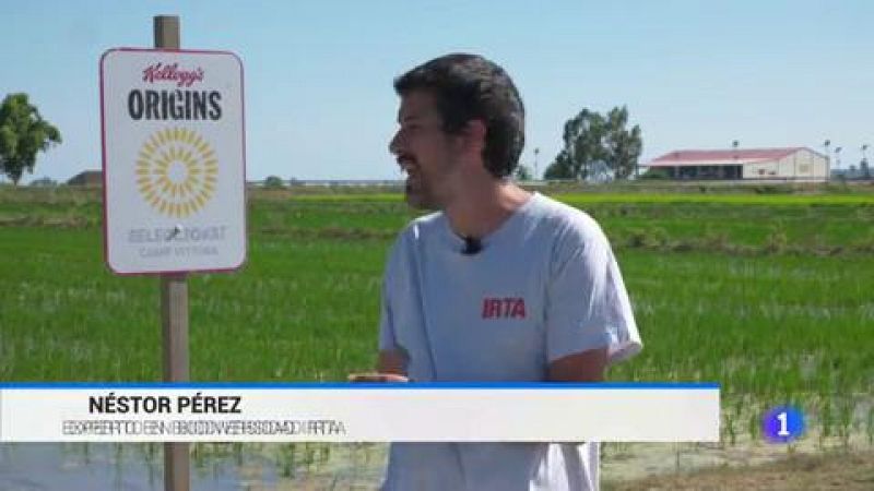 Los agricultores del Delta del Ebro desarrollan un proyecto para cultivar de manera más ecológica