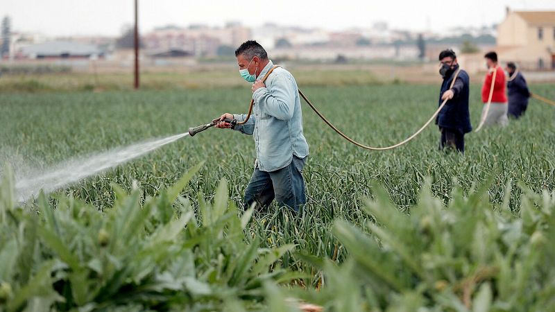 Sanidad y Agricultura presentan a las Comunidades Autónomas una guía de recomendaciones  para prevenir contagios entre los temporeros