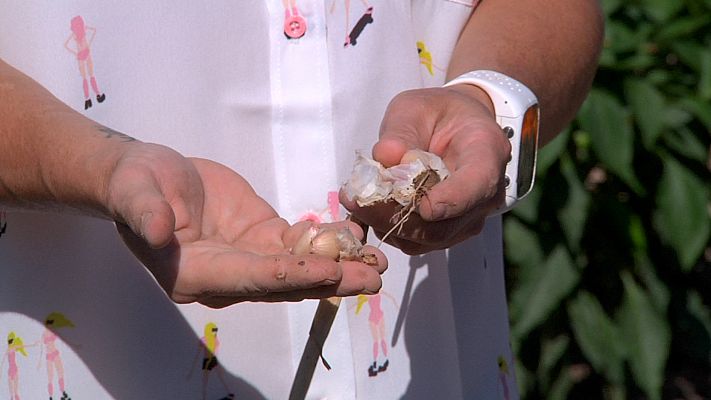 RTVE Cocina - Receta con el ajo típico de Chinchón