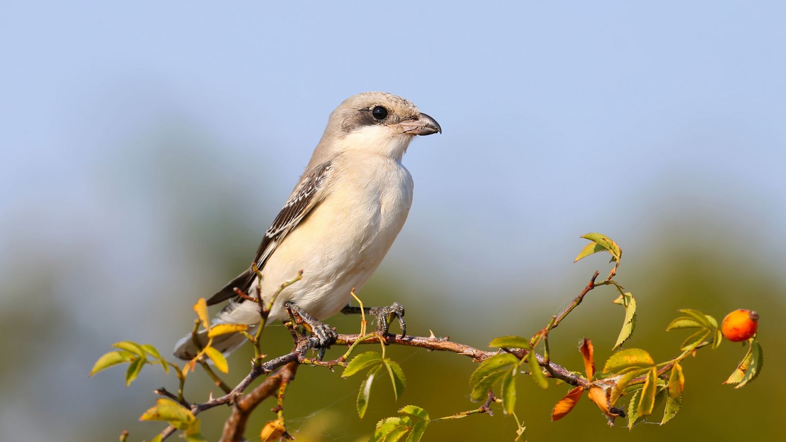 El hombre y la Tierra (Fauna ibérica) - El alcaudón - RTVE.es