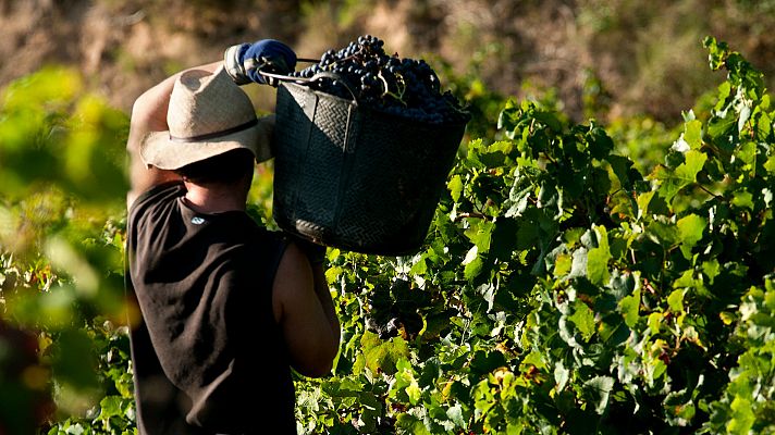 Viajan a Francia los primeros temporeros españoles para la vendimia