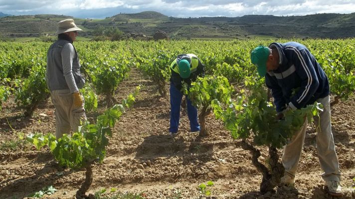 Telediario 1 - La muerte de un temporero en Lorca, tras sufrir un golpe de calor, reabre la polémica sobre las condiciones laborales de estos trabajadores