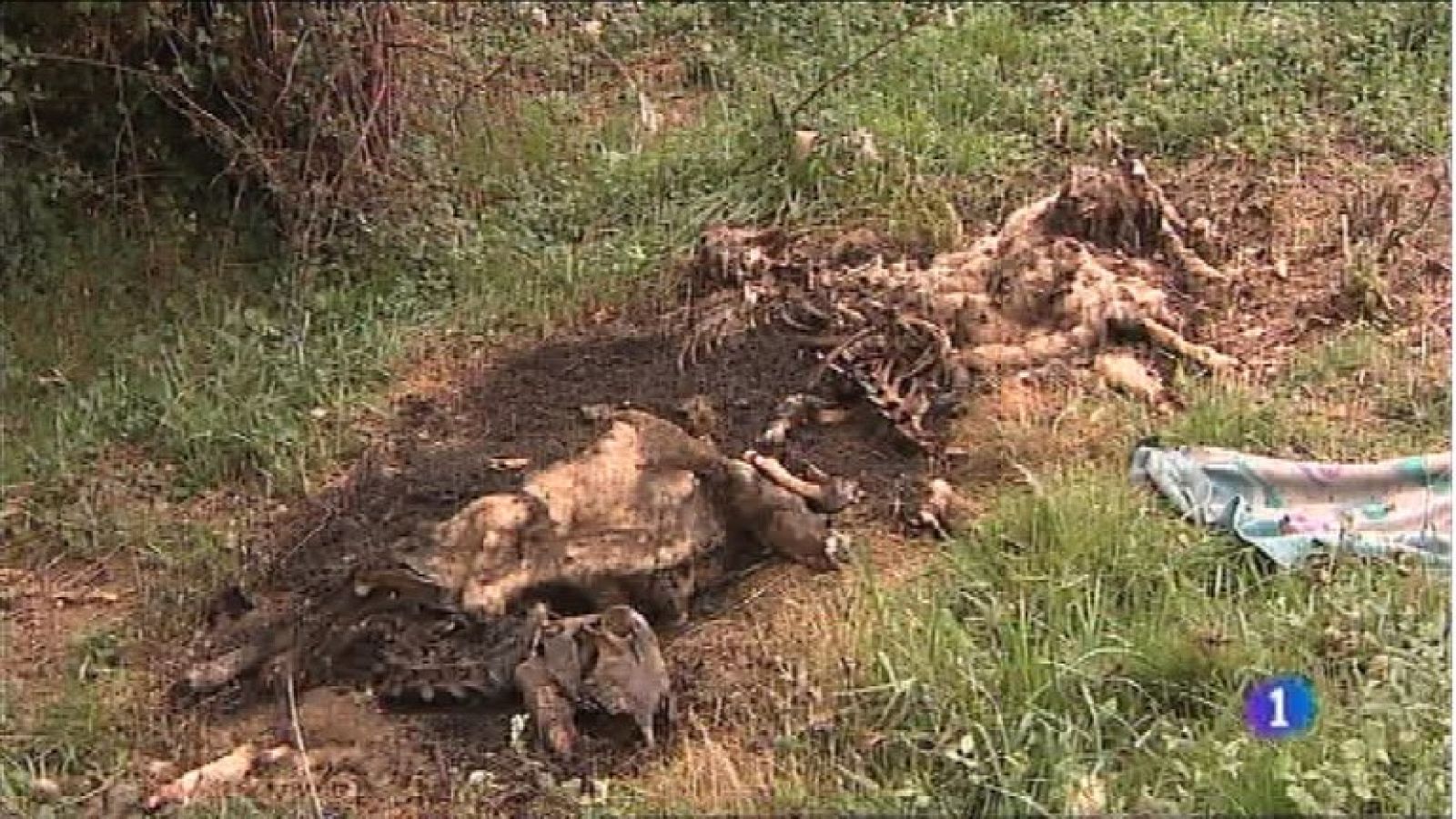 Panorama Regional 2 - 11/08/20 | Ver