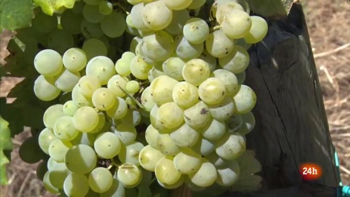 Vespre 24 - Vespre 24 - 11/08/2020