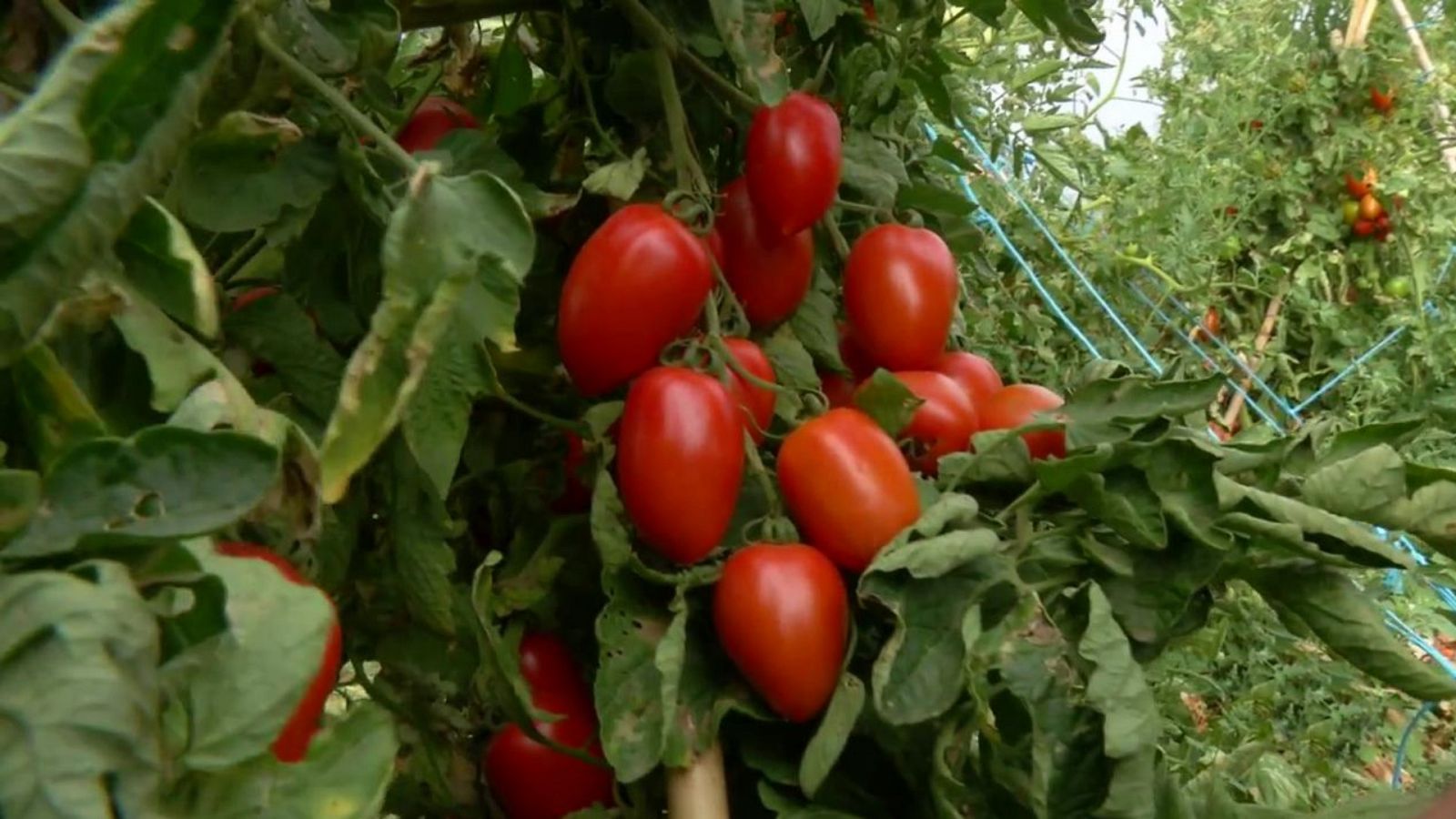 Aquí la Tierra - 13/08/20 - ver ahora