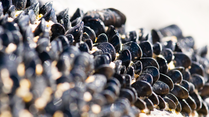 Aquí la Tierra - ¿Sabes cómo se crían los mejillones de las costas catalanas?