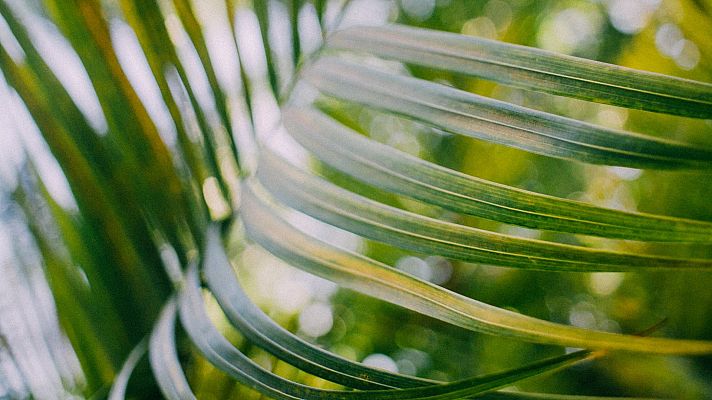 Aquí la Tierra - Palmeras del Caribe, ¡en tu casa!