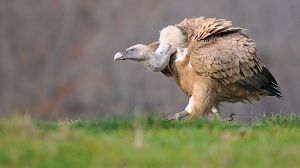 El Hombre Y La Tierra Los Ultimos Buitres De Europa Rtve Es