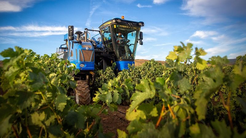 Las lluvias, la incertidumbre económica y la pandemia marcan el inicio de una vendimia atípica