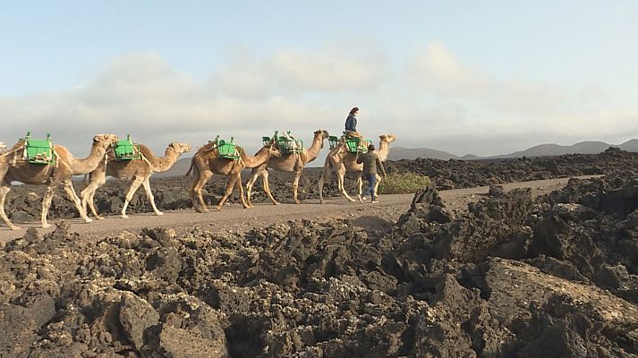 Un paseo a camello, un clásico de Lanzarote