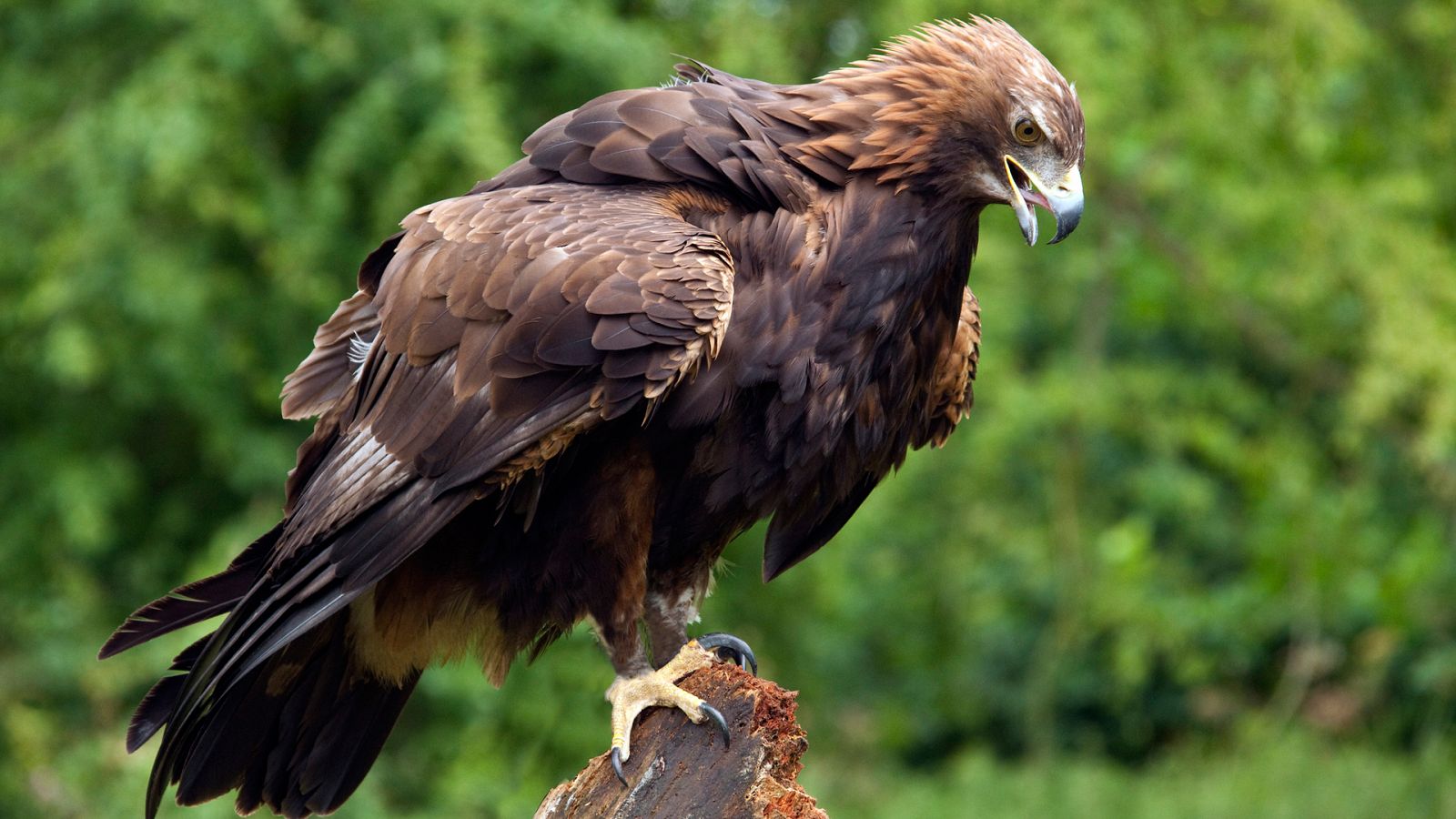 El hombre y la Tierra (Fauna ibérica) - El águila real II  - RTVE.es