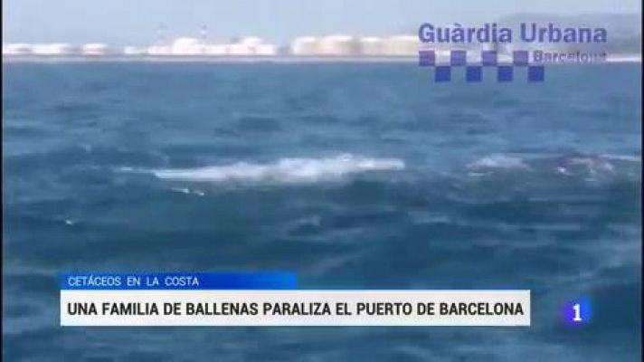 Telediario 1 - Una familia de ballenas paraliza el puerto de Barcelona