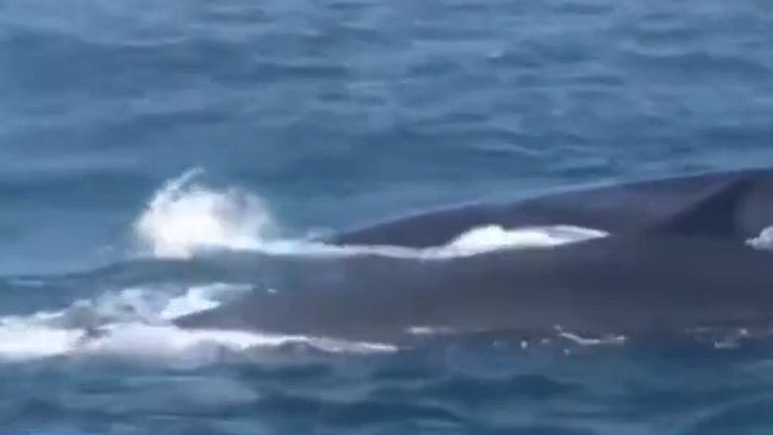 Telediario 1 - Una familia de ballenas paraliza el puerto de Barcelona