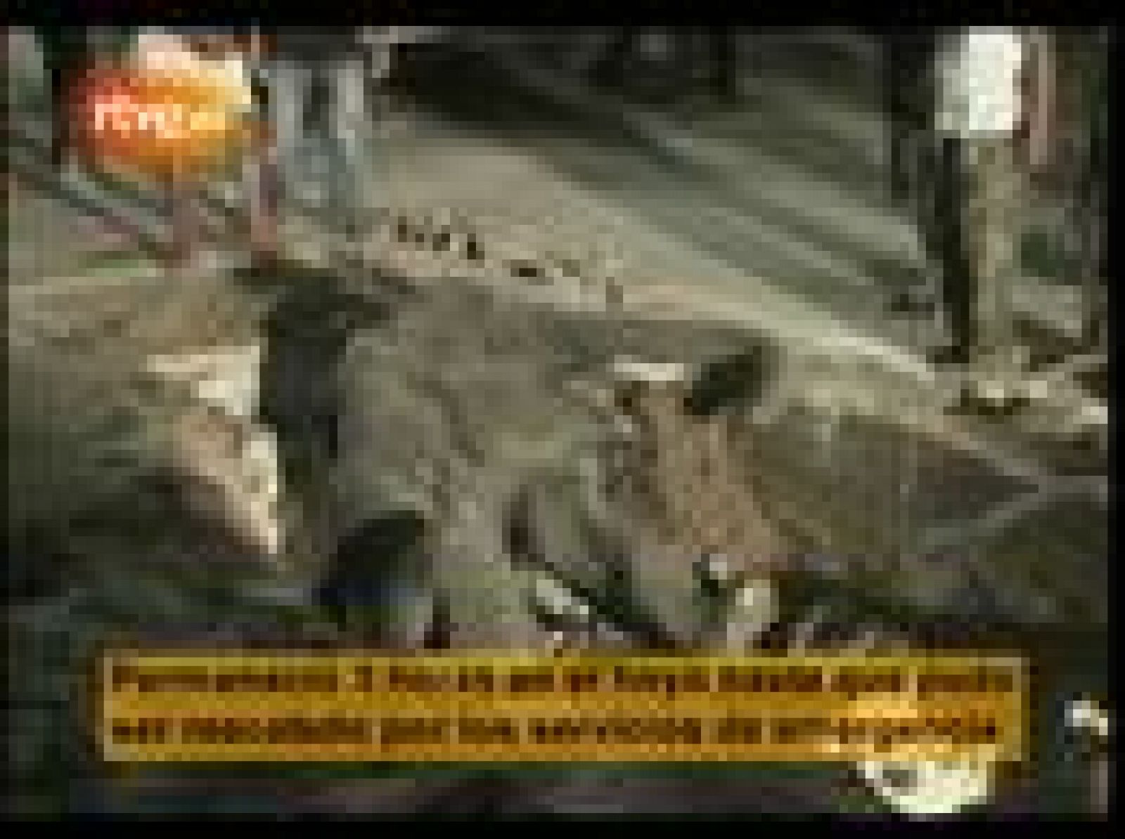 Un elefante queda atrapado en un agujero en la ciudad tailandesa de Rayong | Ver