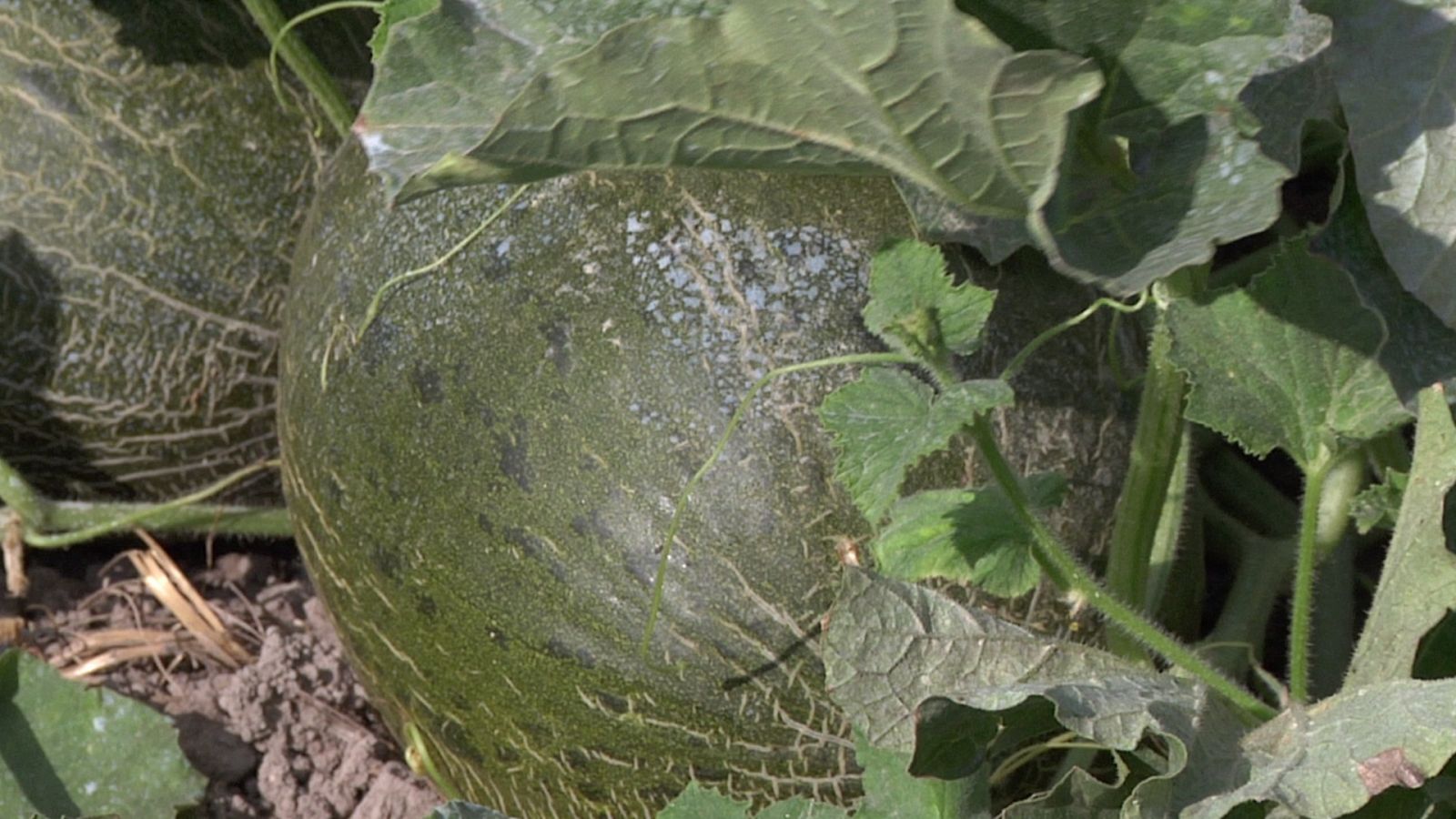 Cultivo de melones carrizal en Elche 
