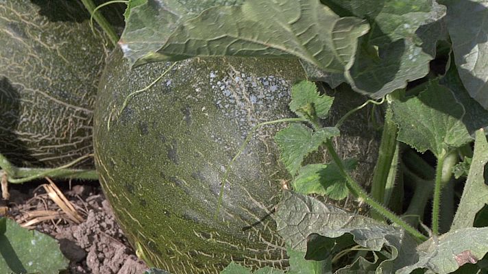 Melones en un paisaje del pasado 