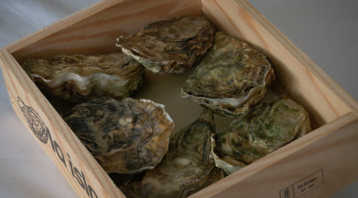 Aquí la Tierra - Ostras de Estero, un auténtico manjar de Cádiz