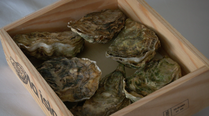 Aquí la Tierra - Ostras de Estero, un auténtico manjar de Cádiz