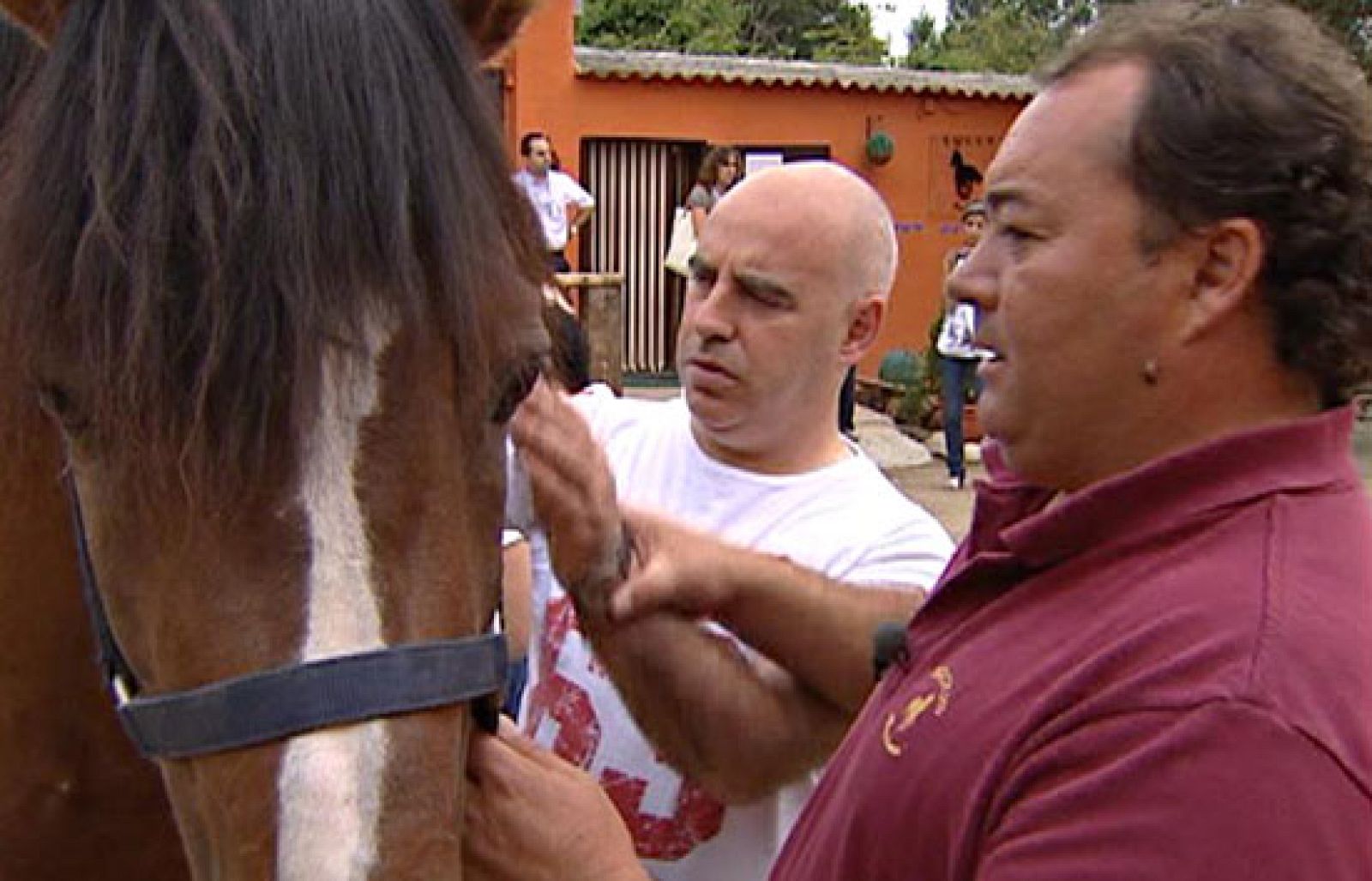 Tratamiento psiquiátrico... Con caballos