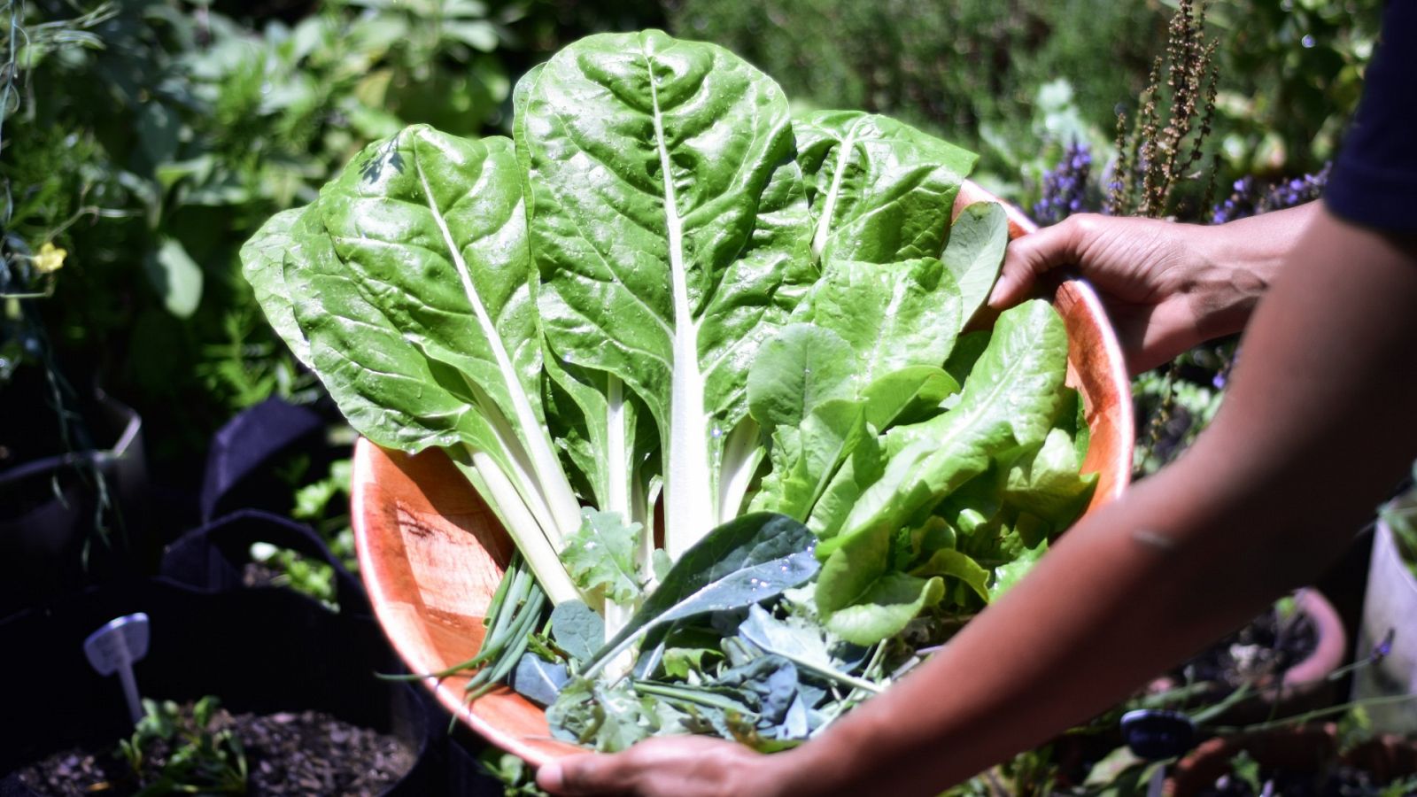 Cómo cultivar y recolectar acelgas