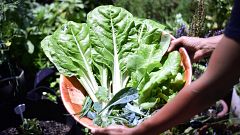 Aquí La Tierra - Acelgas frescas: de la huerta al plato