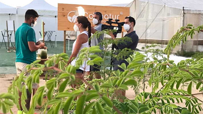 Aquí la Tierra - Qué es la moringa y de dónde viene su fama