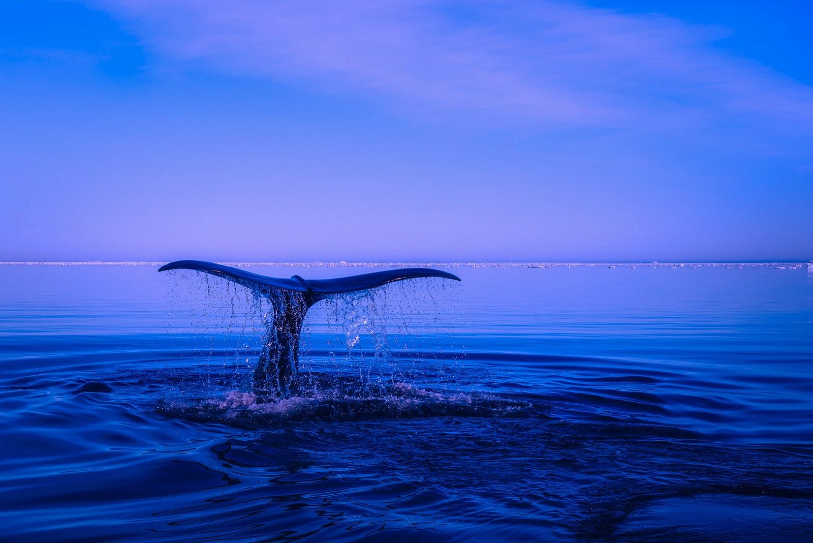 Madrugar para ver cetáceos en el Cantábrico