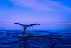 España Directo - Ballenas en el mar Cantábrico
