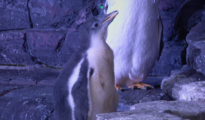 Aquí la Tierra - ¿Qué comen los animales marinos?