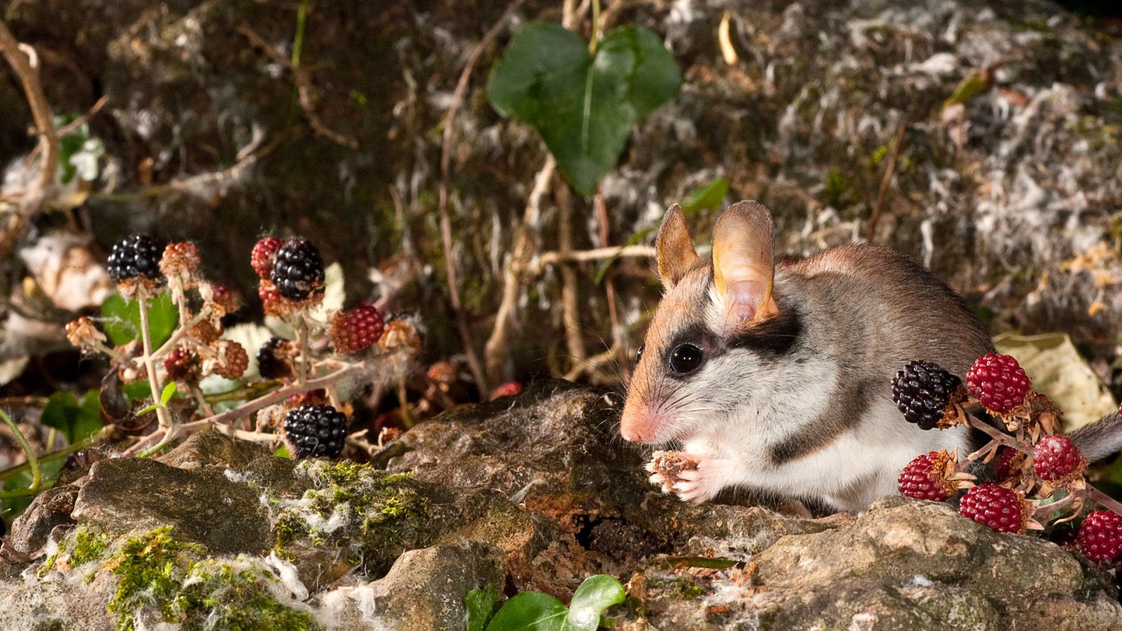 El hombre y la Tierra (Fauna ibérica) - El lirón careto 2 - RTVE.es