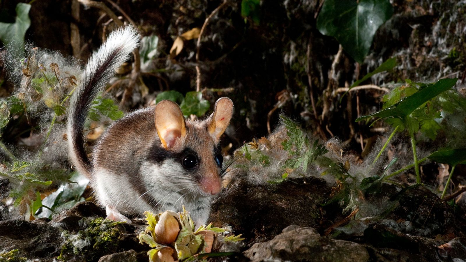 El hombre y la Tierra (Fauna ibérica) - El lirón careto 1 - ver ahora