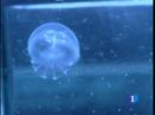 Menos medusas en nuestras playas