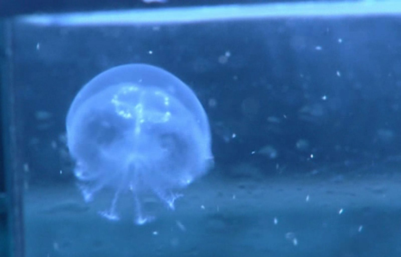 Este verano hay menos medusas en nuestras playas