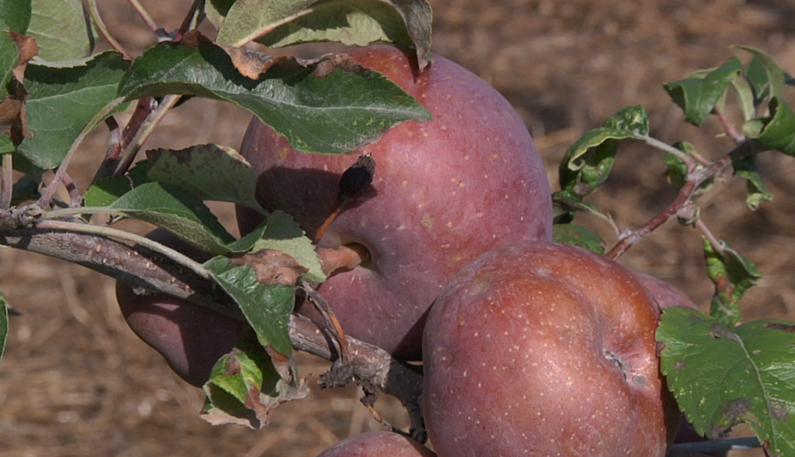 Las manzanas de Falces, perfectas para almorzar