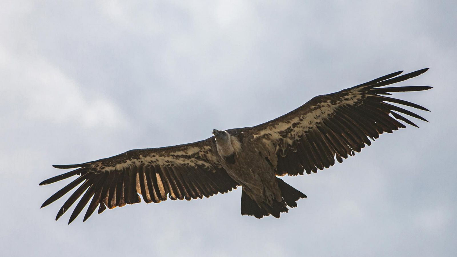 El hombre y la Tierra (Fauna ibérica) - El buitre leonado, 1 - RTVE.es