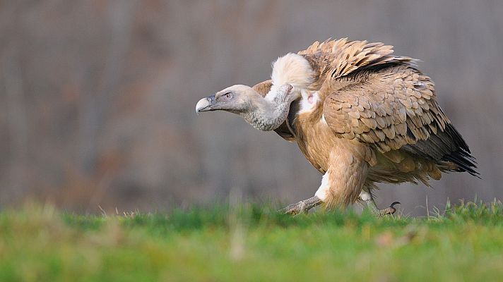 El buitre, una especie esencial en el equilibrio del planeta