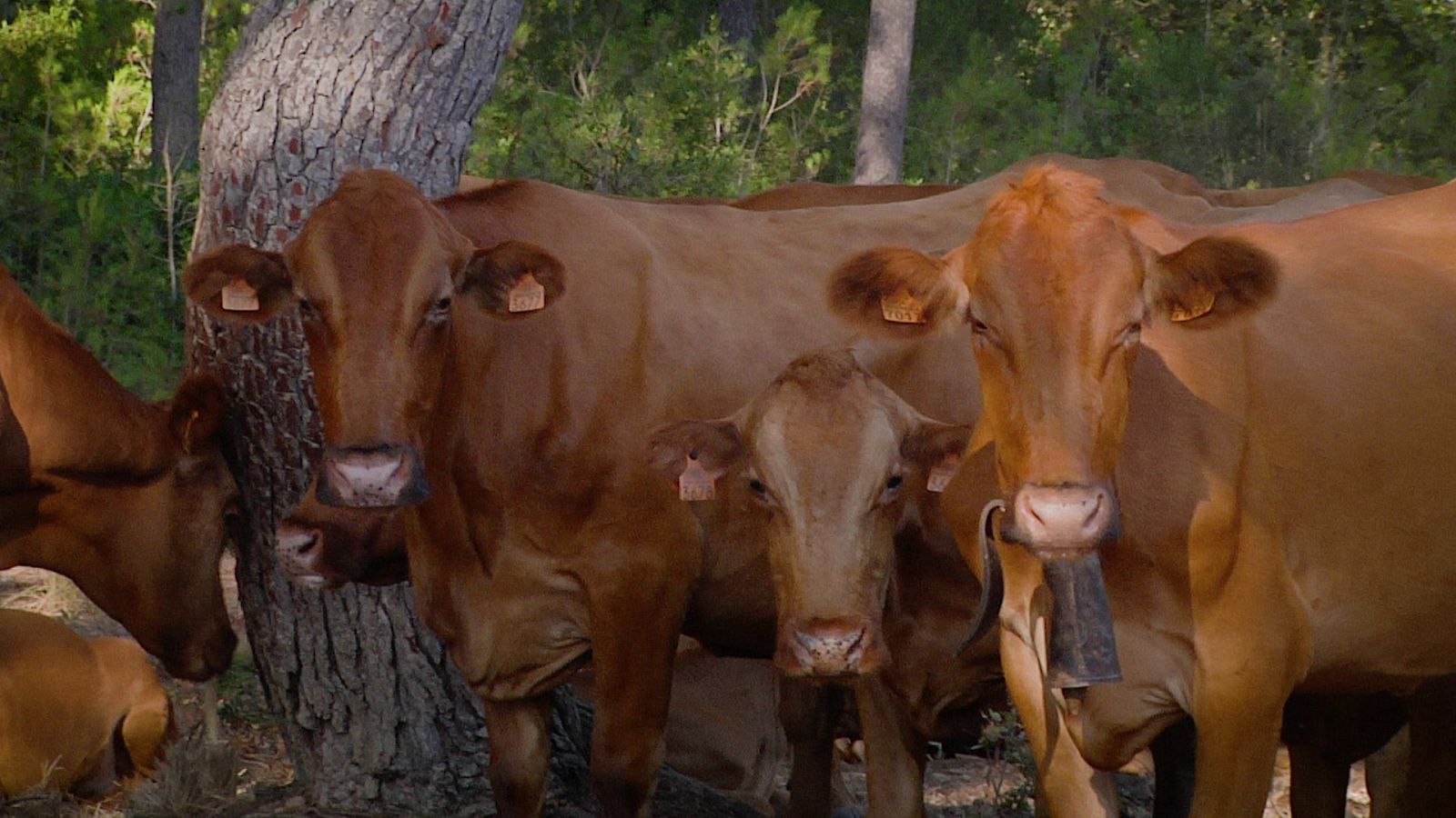 Vacas Vermellas de Menorca - Aquí la Tierra | Ver