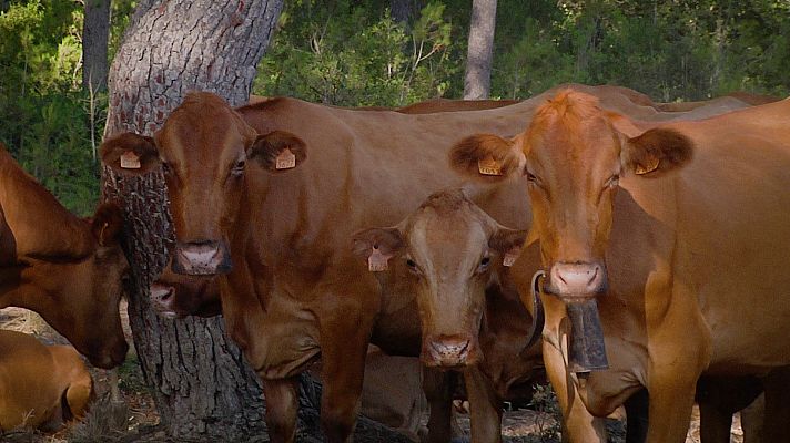 Aquí la Tierra - Conociendo a la Vaca Vermella