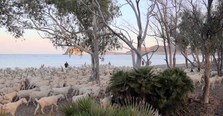 Las cabras ¿tiran al monte o a la playa?