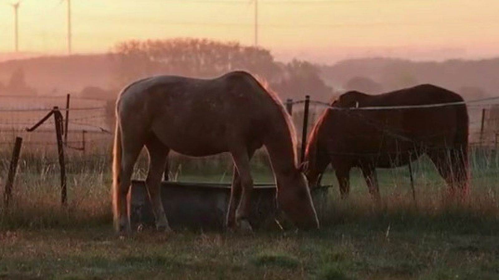 Telediario 1: Oleada de mutilaciones de caballos en Francia | RTVE Play