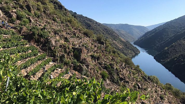 Una vendimia heróica en la Ribeira Sacra