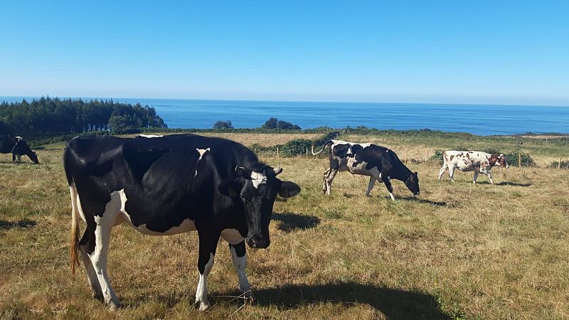 Las vacas y el mar