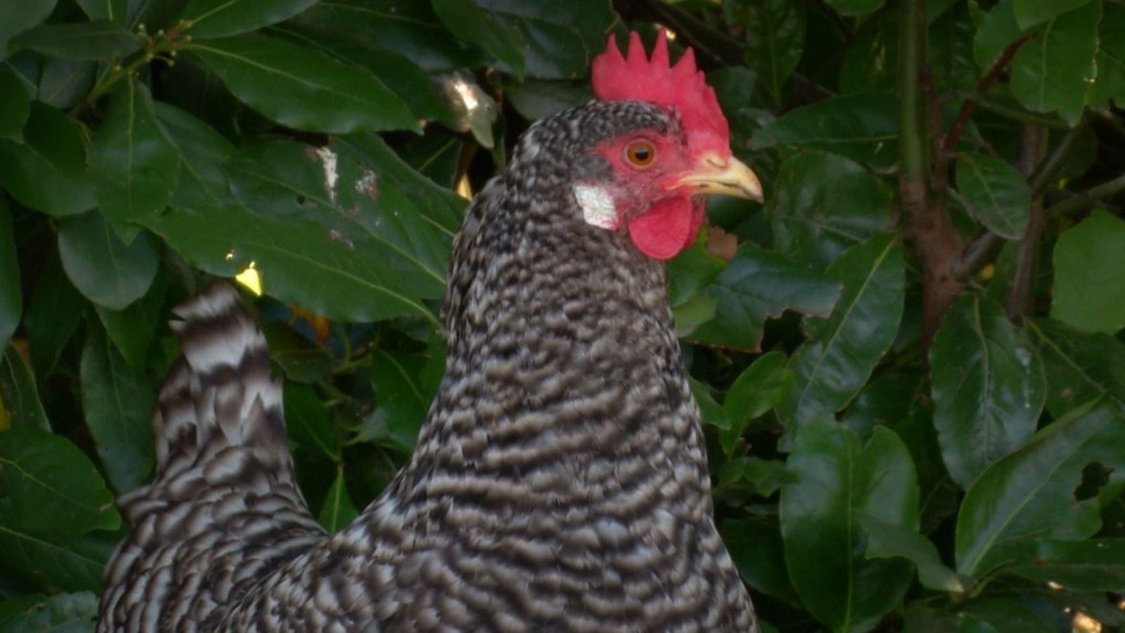 Pitas, pitas, pitas: a por la gallina pedresa