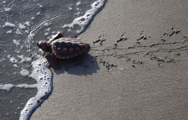 Ciencia y tecnología en Rtve.es - Tortugas 'boba'