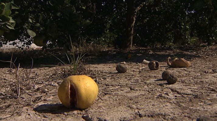 Agrosfera - Agrosfera - 12/09/20