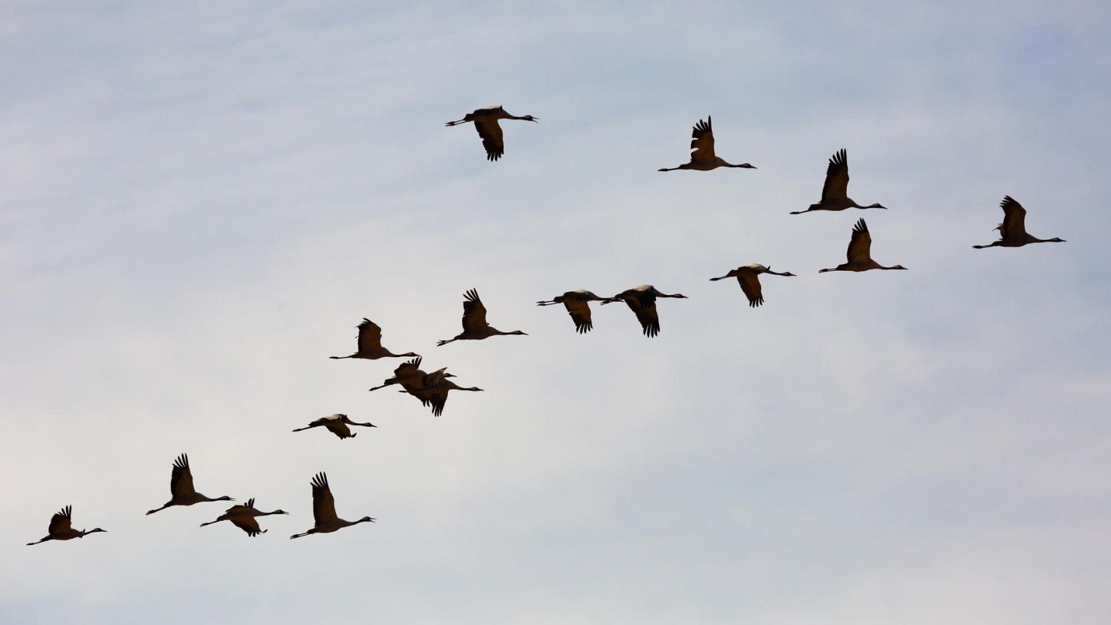 El hombre y la Tierra (Fauna ibérica) - Aves viajeras - ver ahora